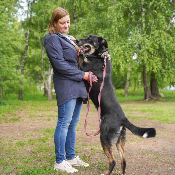 Собаки в добрые руки - Бадди - 2