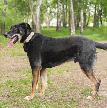 Собаки в добрые руки - Бадди - 3