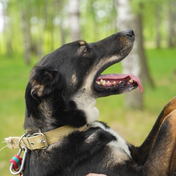 Собаки в добрые руки - Бадди - 4