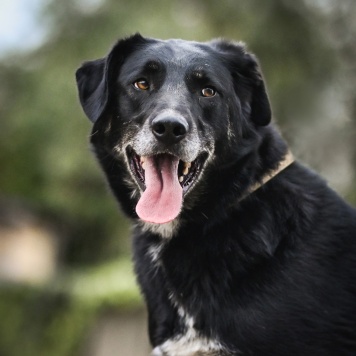 Собаки в добрые руки - Сэм