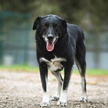 Собаки в добрые руки - Сэм - 1