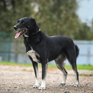 Собаки в добрые руки - Сэм - 2