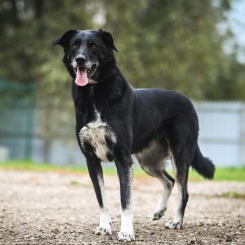 Собаки в добрые руки - Сэм - 3