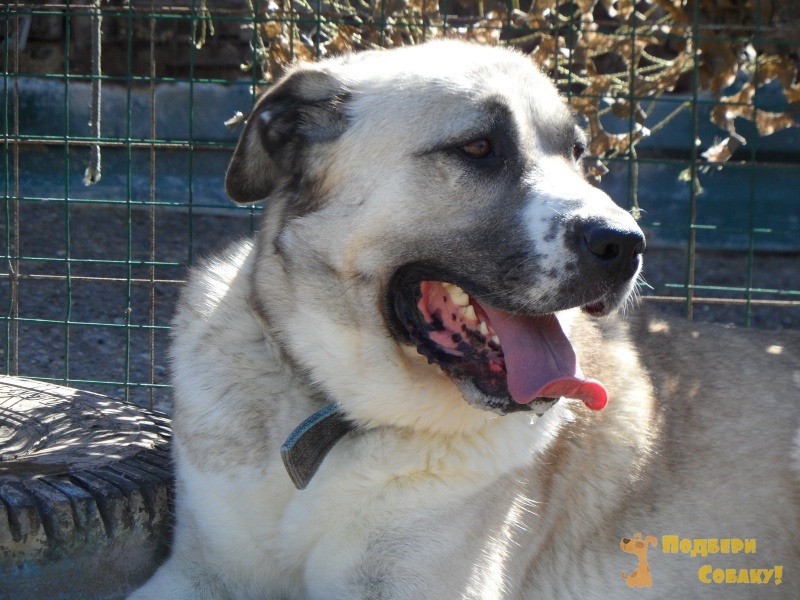 Толик - 3 года - Породистая - Алабай (Среднеазиатская овчарка) - Москва ...
