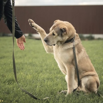 Собаки в добрые руки - Люся - 1