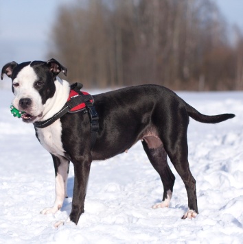 Танита - Собаки в добрые руки