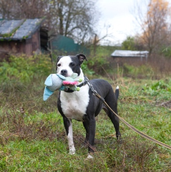 Танита - Собаки в добрые руки
