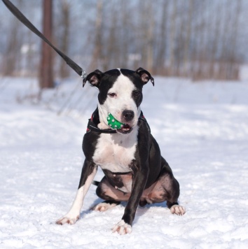 Собаки в добрые руки - Танита - 1