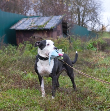Собаки в добрые руки - Танита - 1