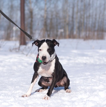 Собаки в добрые руки - Танита - 2