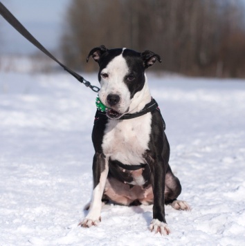 Собаки в добрые руки - Танита - 3