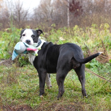 Собаки в добрые руки - Танита - 3