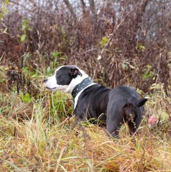 Собаки в добрые руки - Танита - 4