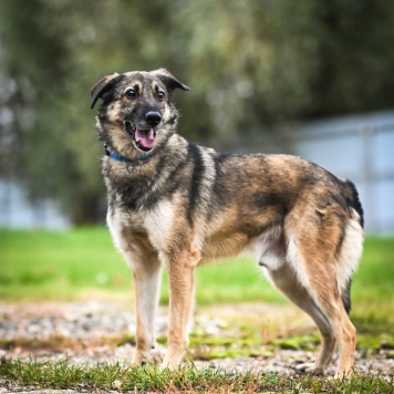 Собаки в добрые руки - Техас - 1