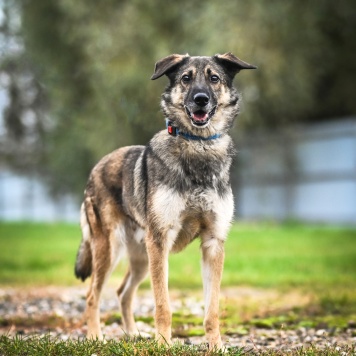 Собаки в добрые руки - Техас - 2