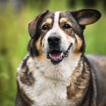 Собаки в добрые руки - Ирхан