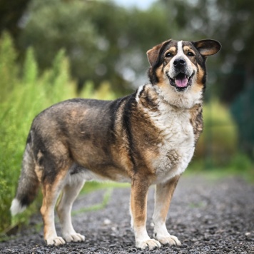 Собаки в добрые руки - Ирхан - 1