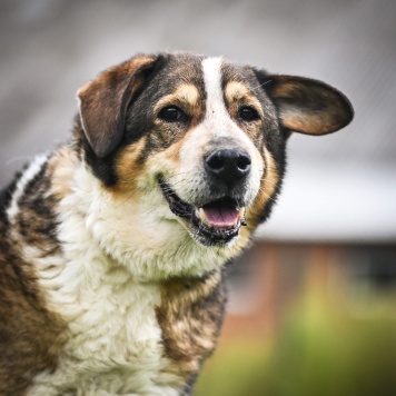 Собаки в добрые руки - Ирхан - 2