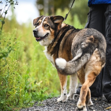 Собаки в добрые руки - Ирхан - 3