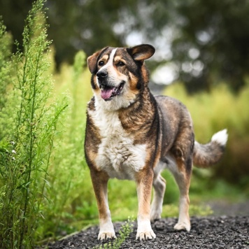 Собаки в добрые руки - Ирхан - 4