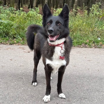 Собаки в добрые руки - Буня