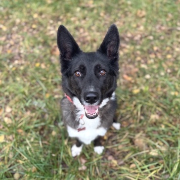 Собаки в добрые руки - Буня - 1