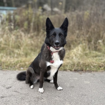 Собаки в добрые руки - Буня - 2