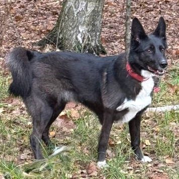 Собаки в добрые руки - Буня - 3