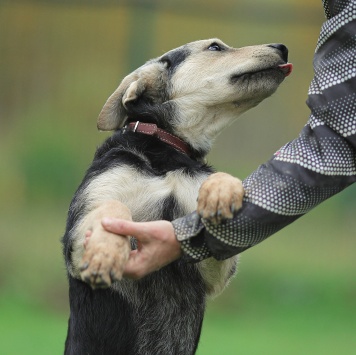 Собаки в добрые руки - Васко - 4