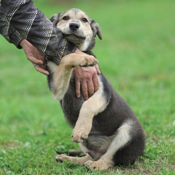 Собаки в добрые руки - Виччи - 1