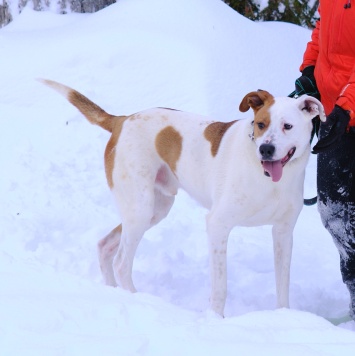 Собаки в добрые руки - Ясир