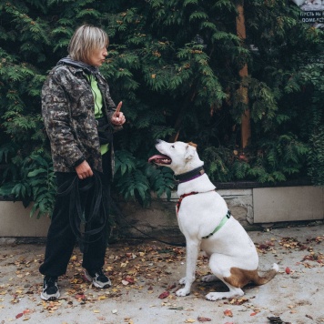 Собаки в добрые руки - Ясир - 1