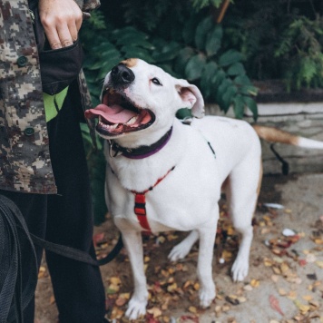 Собаки в добрые руки - Ясир - 2