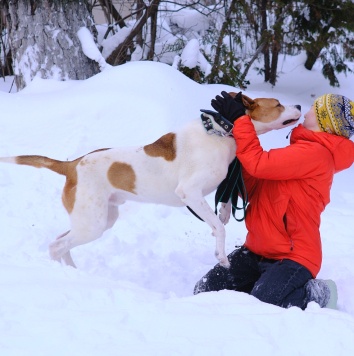 Собаки в добрые руки - Ясир - 2