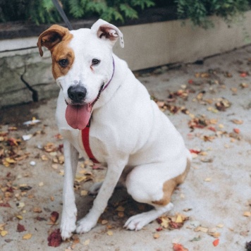 Собаки в добрые руки - Ясир - 3