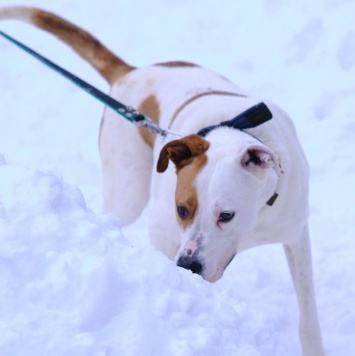 Собаки в добрые руки - Ясир - 3