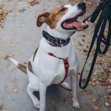 Собаки в добрые руки - Ясир - 4