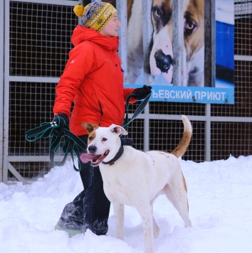 Собаки в добрые руки - Ясир - 4
