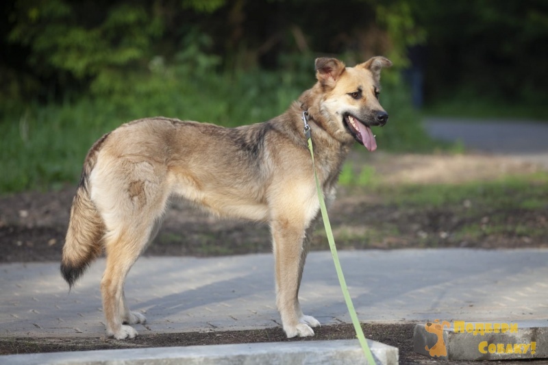 добрый мир собаки.