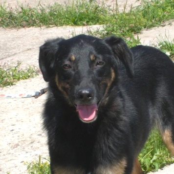 Собаки в добрые руки - Альма