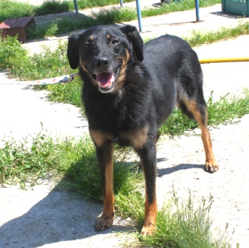 Собаки в добрые руки - Альма - 1