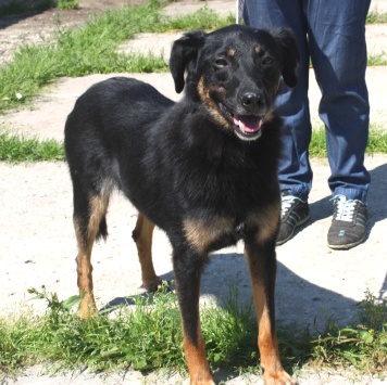 Собаки в добрые руки - Альма - 2