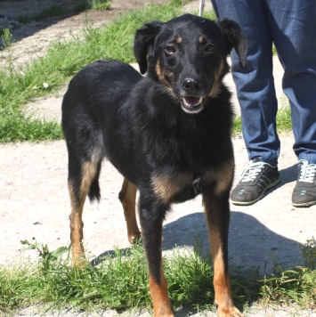 Собаки в добрые руки - Альма - 3