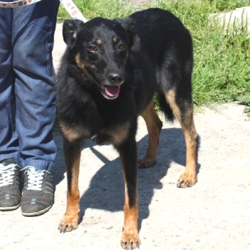 Собаки в добрые руки - Альма - 4