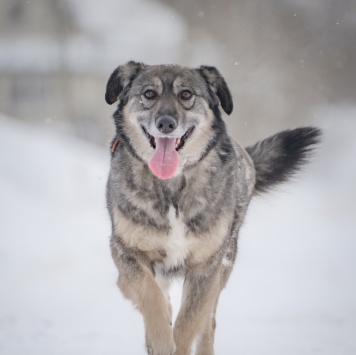 Собаки в добрые руки - Злата
