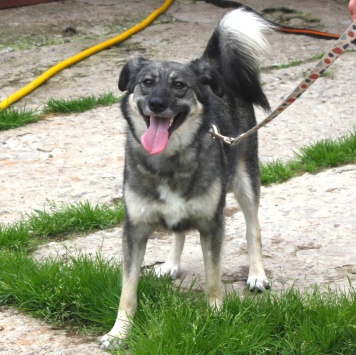 Собаки в добрые руки - Злата - 1