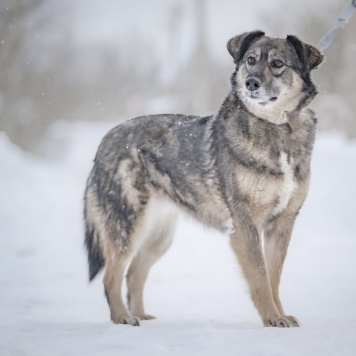 Собаки в добрые руки - Злата - 1