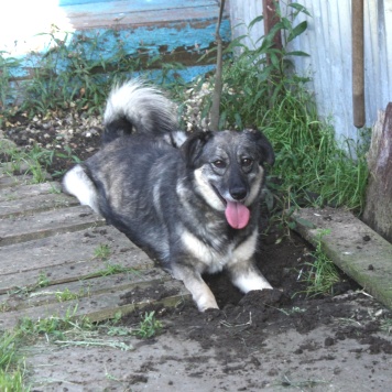 Собаки в добрые руки - Злата - 2