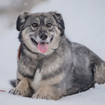 Собаки в добрые руки - Злата - 2