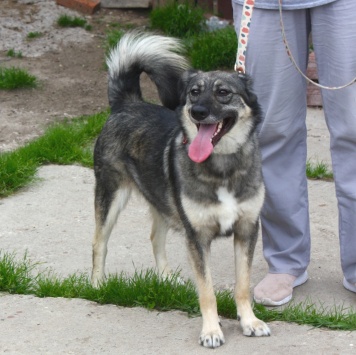 Собаки в добрые руки - Злата - 3